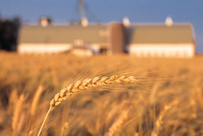 Spiga di grano